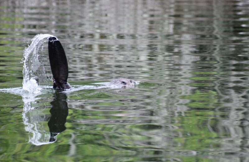 Beaver at Rainbow Point Lodge.