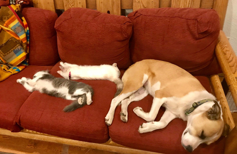 Pets welcome at Sundance Trail Guest Ranch.