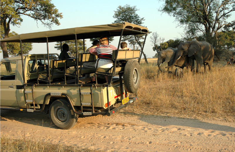 Safari at Chaminuka.