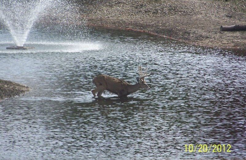 Deer at Deer Haven Acres.