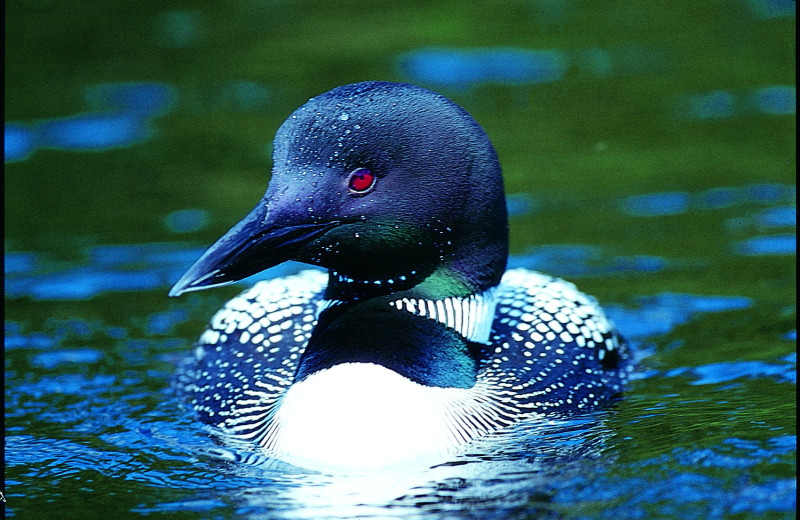 Loon at New England Outdoor Center.