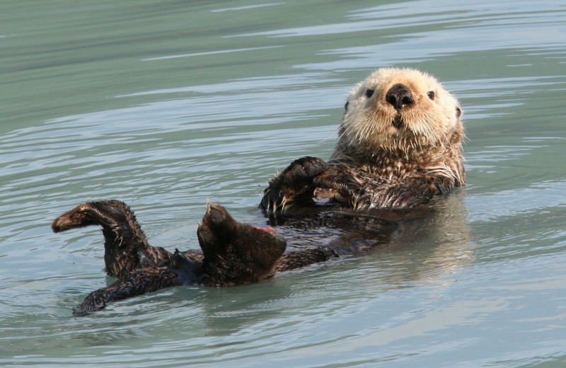 Otter at Kenai Fjords Glacier Lodge.