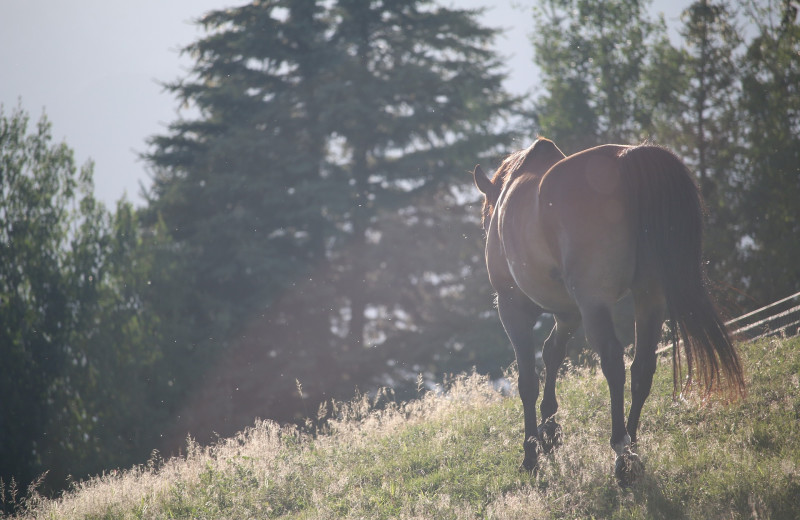 Horses at Eagle Ridge Ranch.