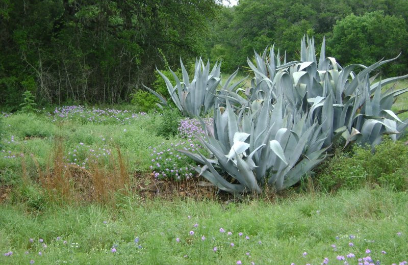 View from Acres of Birds & Blooms Getaway.