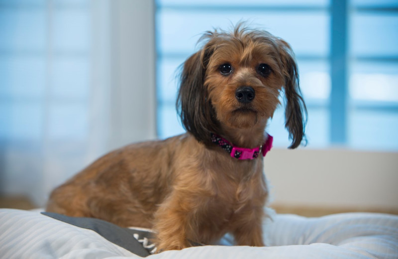 Pets welcome at The Westin Beach Resort, Fort Lauderdale.