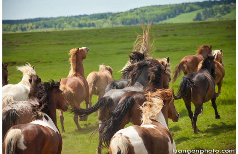 Horses at Broadleaf Guest Ranch.