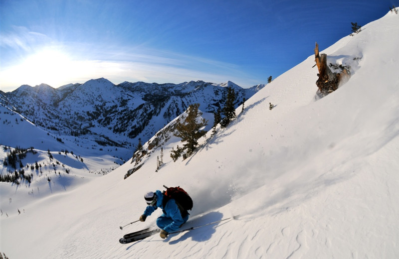 Wasatch Back Country at Snowpine Lodge.