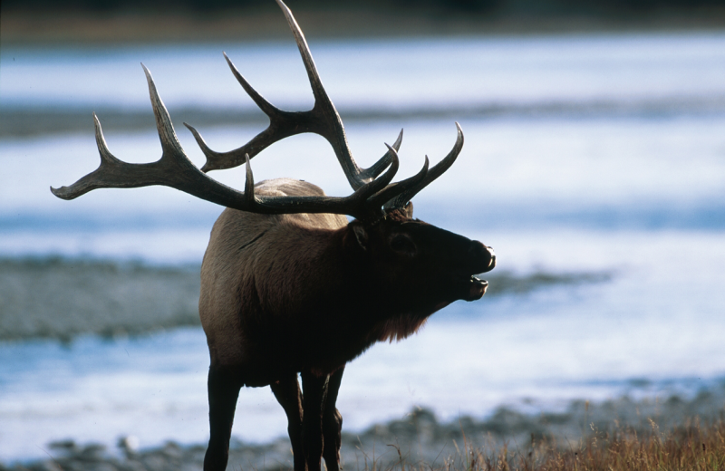 Elk at Blue Mountain Retreat.