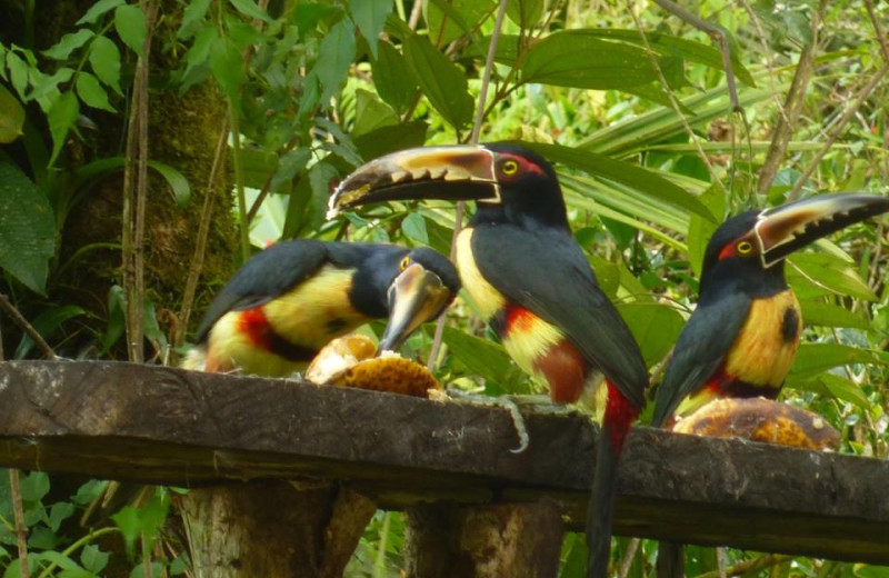 Toucans at Chalet Nicholas.