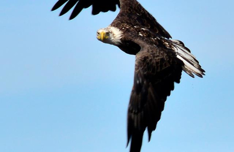 Watch a bald eagle nest, eaglets fledgling, right off the sandy beach on international Lake Wallace at Jackson's Lodge, Canaan, Vermont's remote Northeast Kingdom.