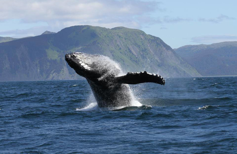 Humpback whales at Port Lions Lodge.