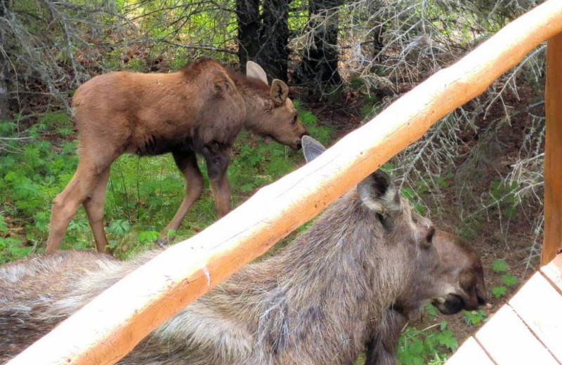 Moose at Bear Paw Adventure.