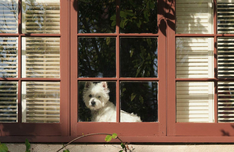 Inn pet at Old Monterey Inn.