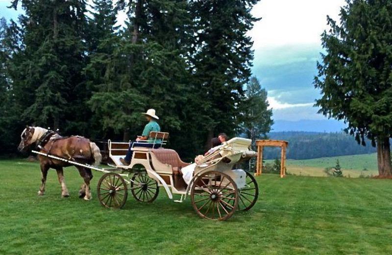 Carriage rides at Western Pleasure Guest Ranch.