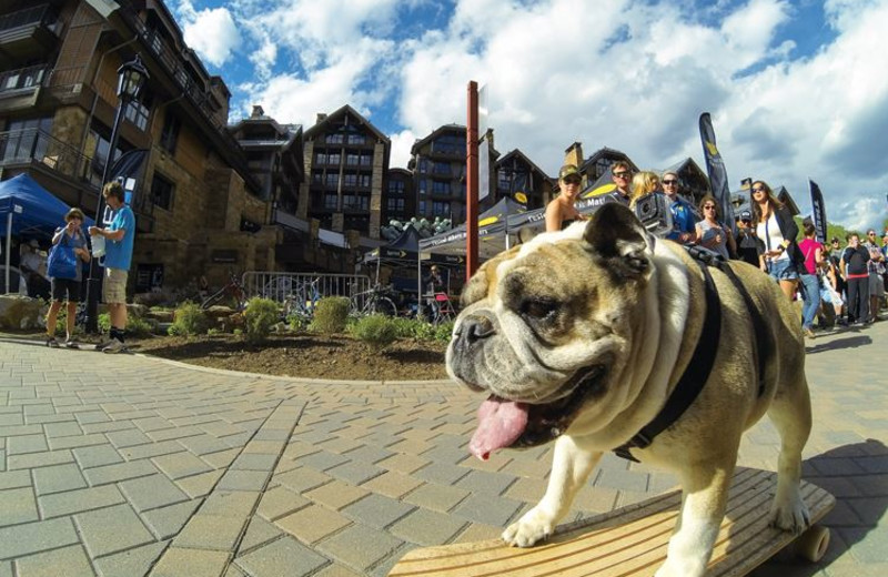 Pets welcome at Antlers At Vail.