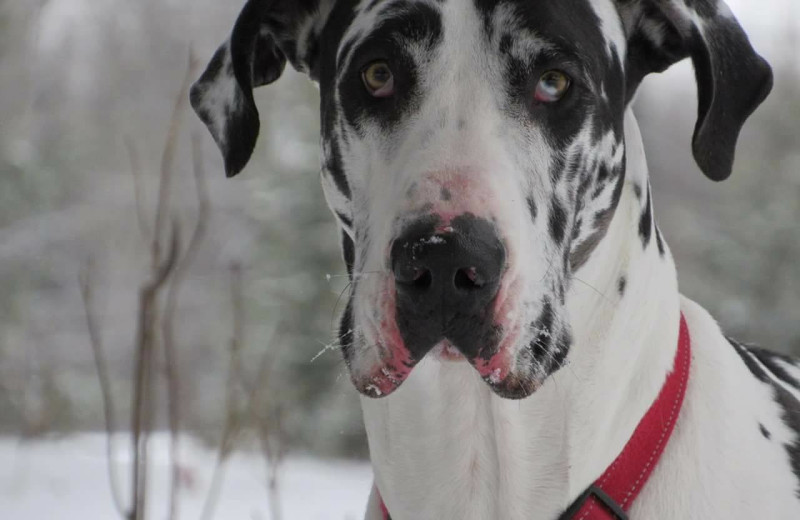 Pets welcome at Mattawa River Resort.