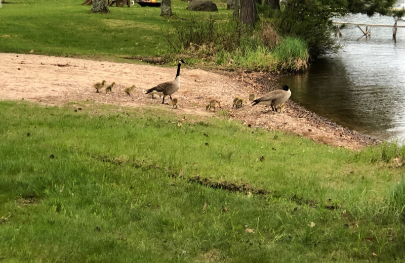 Geese at Pitlik's Sand Beach Resort.