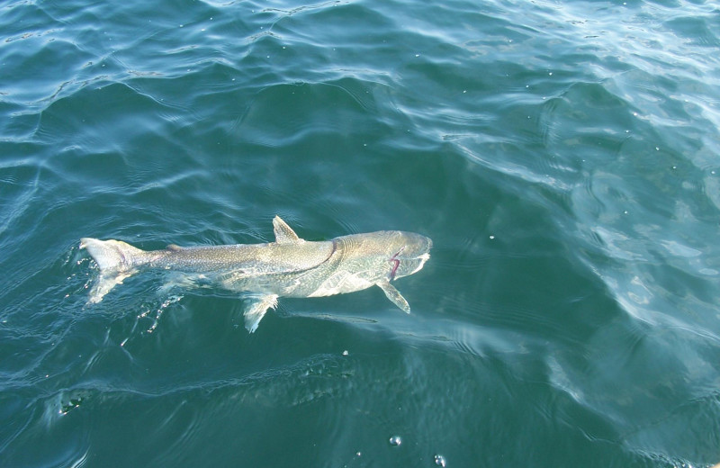 Guided fishing at Shady Roost Lodge.