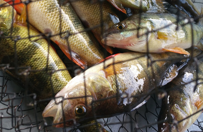 Fishing at Elk Lake Wilderness Resort.