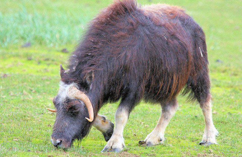 Musk ox at Bear Paw Adventure.