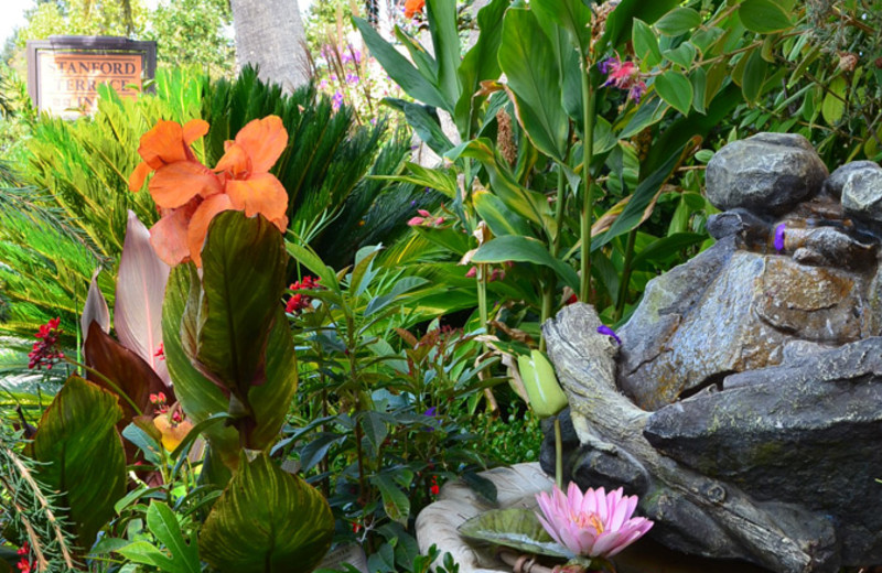Garden view at Stanford Terrace Inn.