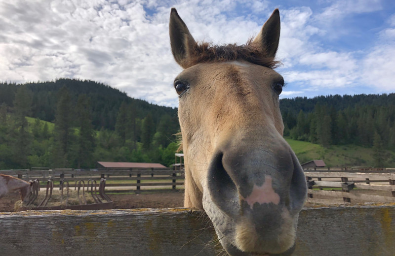 Red Horse Mountain Ranch (Harrison, ID) - Resort Reviews