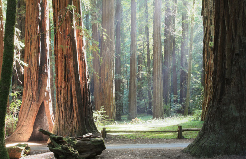Redwood forest near West Sonoma Inn and Spa.