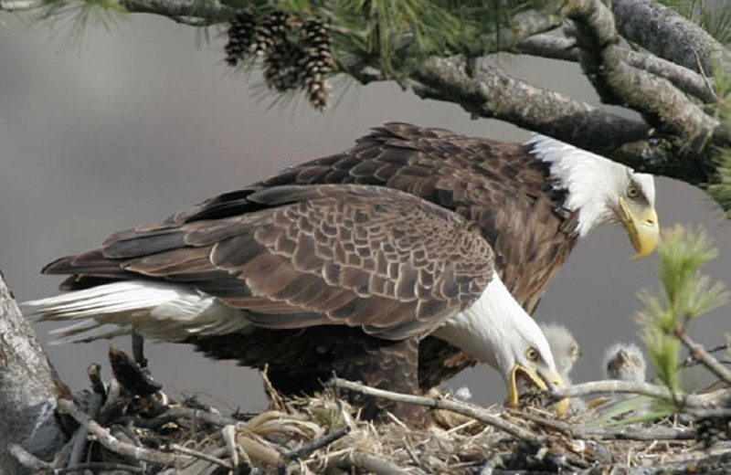 Wildlife at Five Mile Lake Lodge