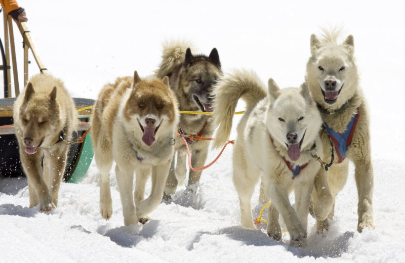 Dogsled at Grand Ely Lodge.