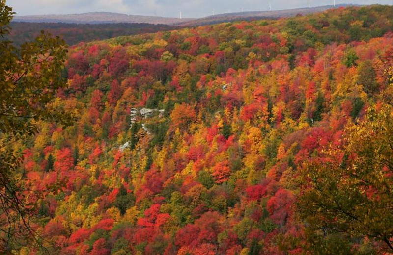 Aerial view of forest at Windwood Fly-In Resort.