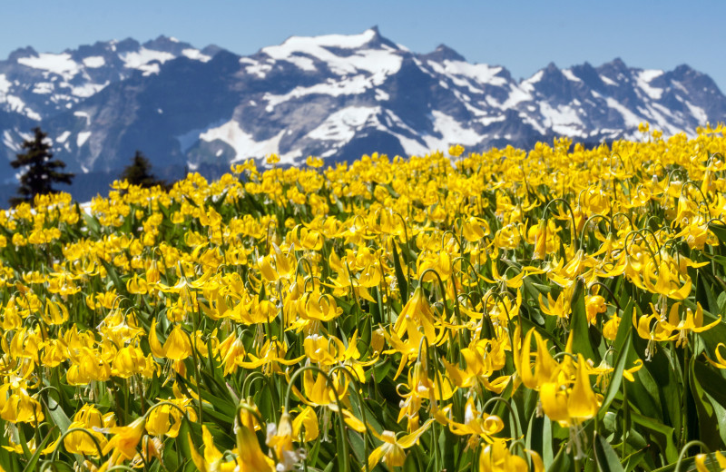 Mountain flowers at Natapoc Lodging.