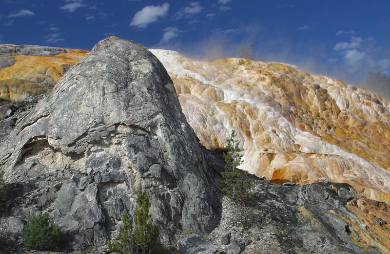 Yellow National Park near Yellowstone Gateway Inn.