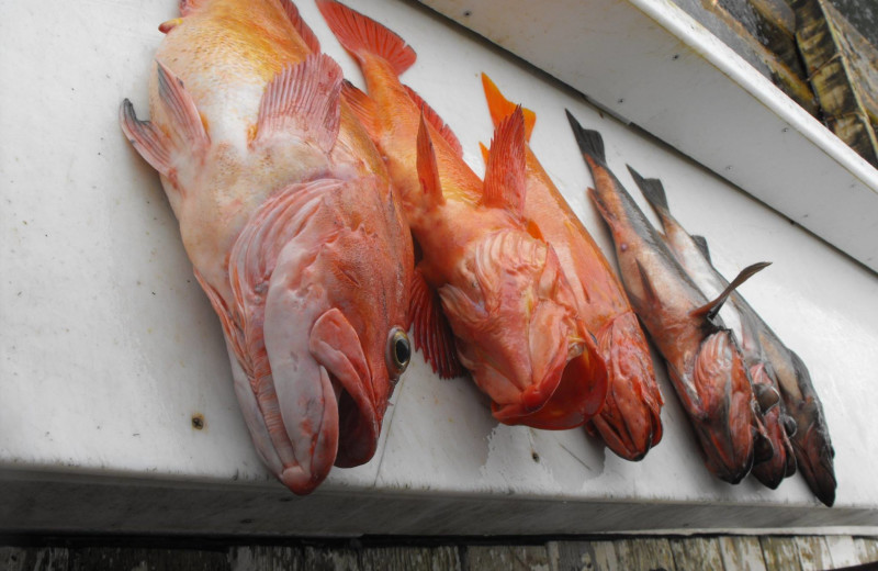 Fish caught at Yes Bay Lodge.