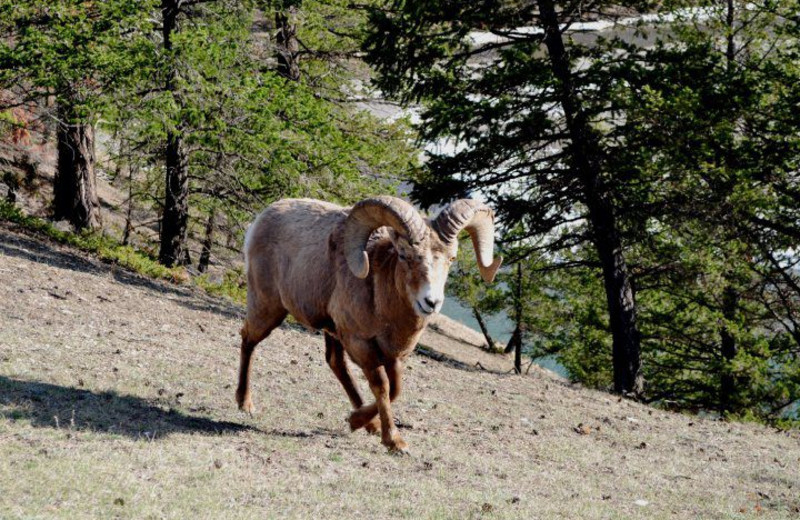Ram near Bear Hill Lodge.