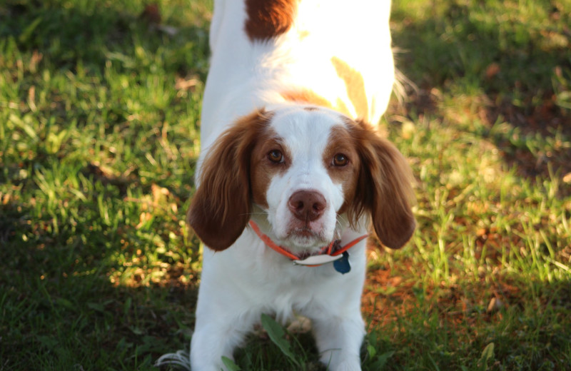 Pets welcome at Kabetogama Lake Resorts.