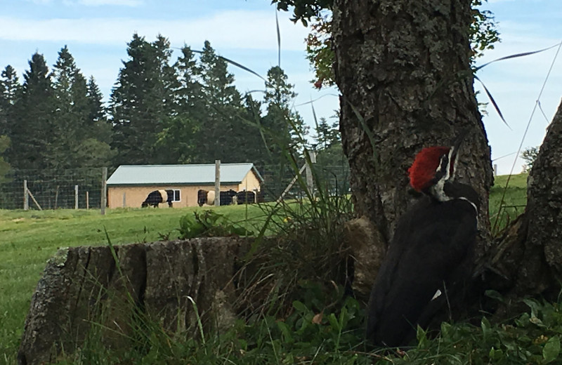 Farm at Rossport Lodging & Retreat.