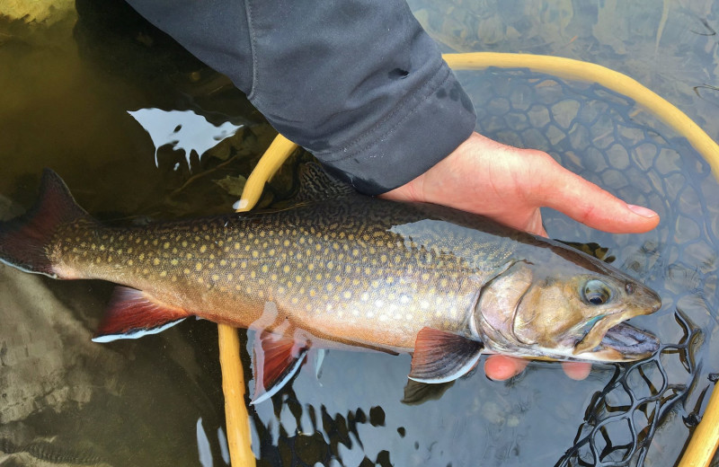 Fishing at Grant's Camps.