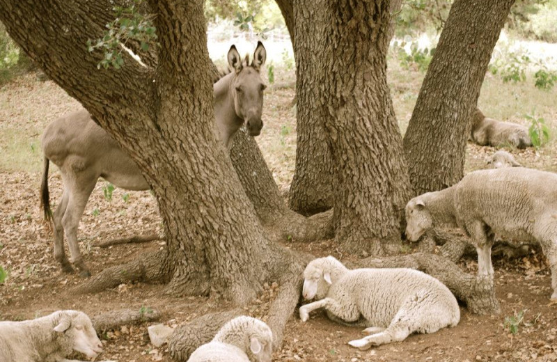 Farm animals at Settlers Crossing.