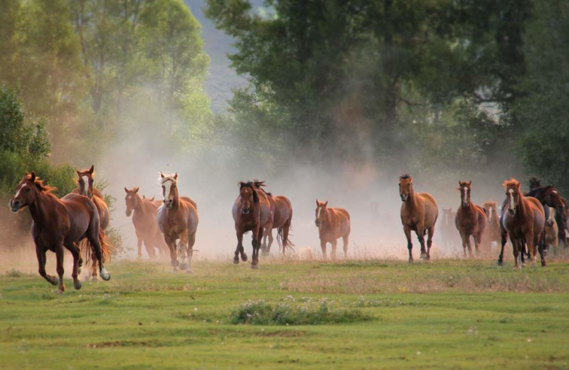 Horses running at Goosewing Ranch.