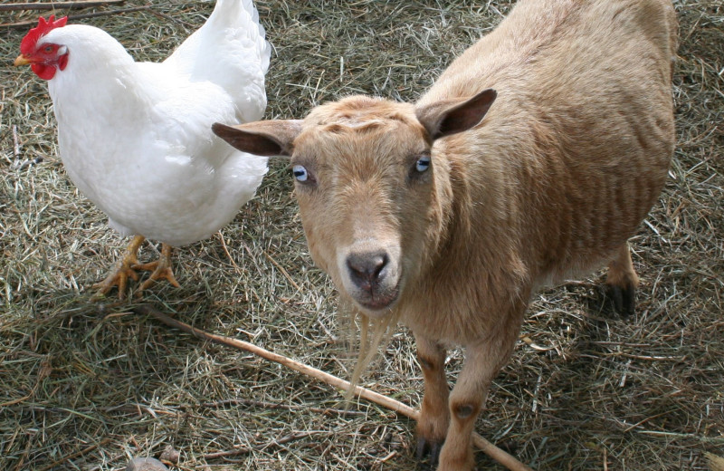 Farm animals at Silver Sage Guest Ranch.