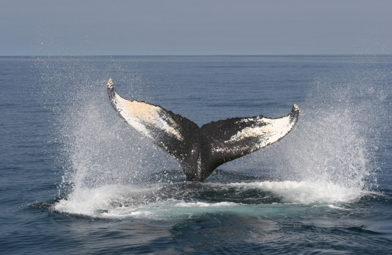 Whale watching at Gold Key Resorts.