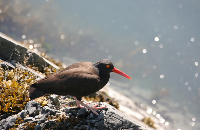 Bird at Kenai Fjords Glacier Lodge.