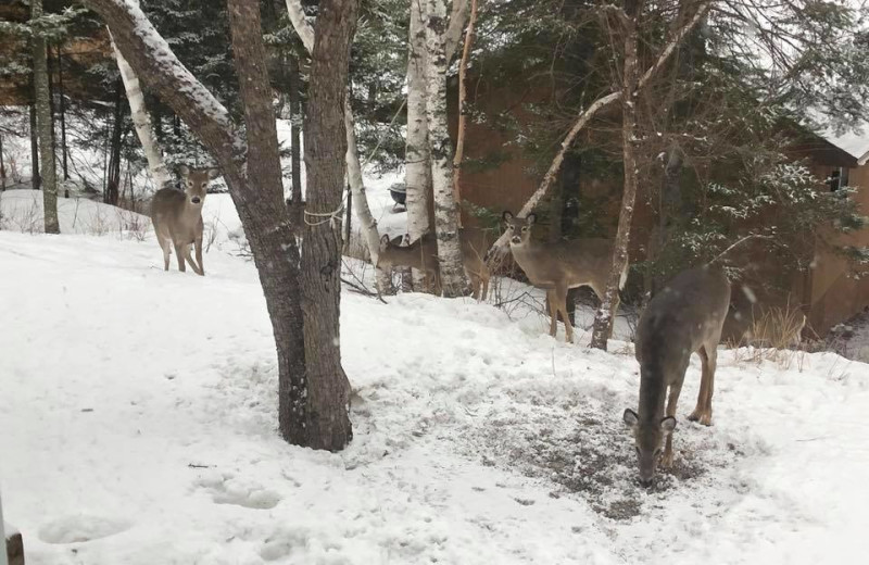 Deer at Glenmore Resort.