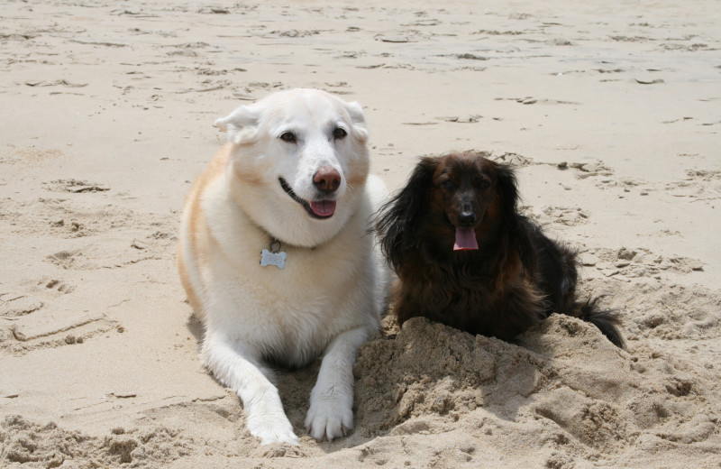 Pets welcome at The Sea Ranch Resort.