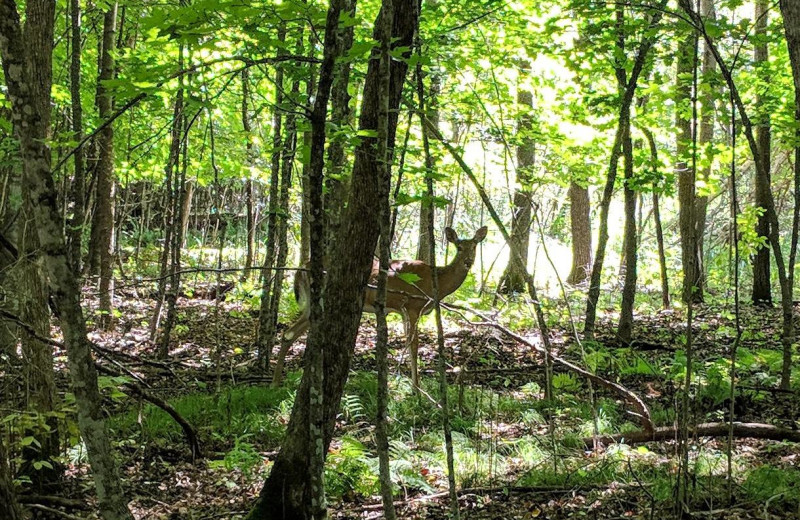 Deer at Woodlawn Resort.