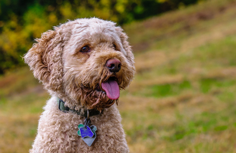 Pets welcome at Four Columns Inn.