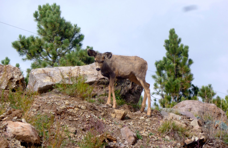 Deer at The North Face Lodge.