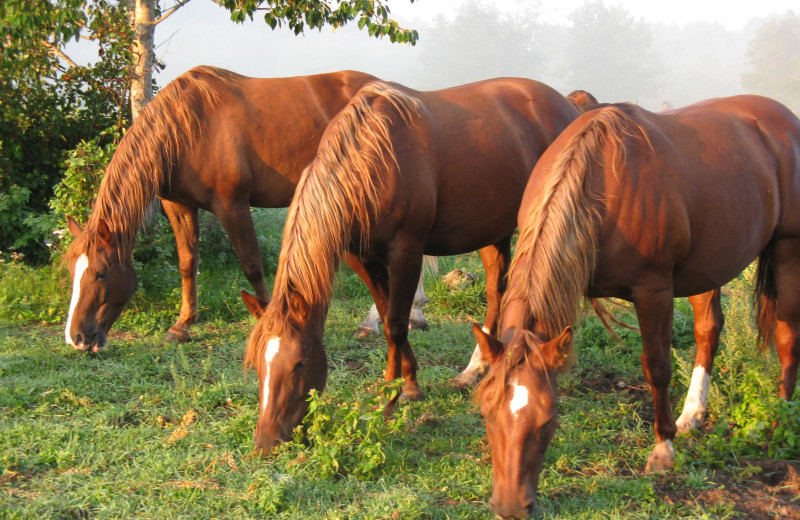 Horses grazing at Trailhead Ranch.