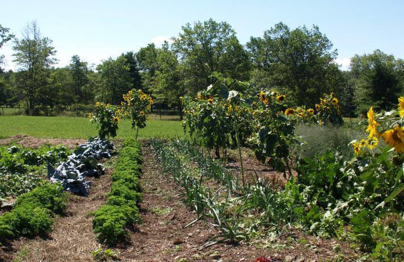 Garden at Lukan's Farm Resort