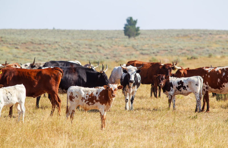 Cattle at The Resort at Paws Up.